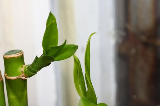 Green bamboo leaves close up with copy space, macro photo