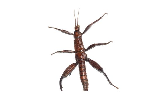 Large yellow insect as a tree branch, isolate on a white background, erycamtha horrida