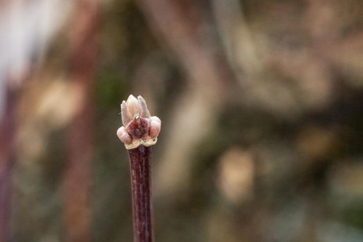 Blooming buds on a tree branch close up, copy space