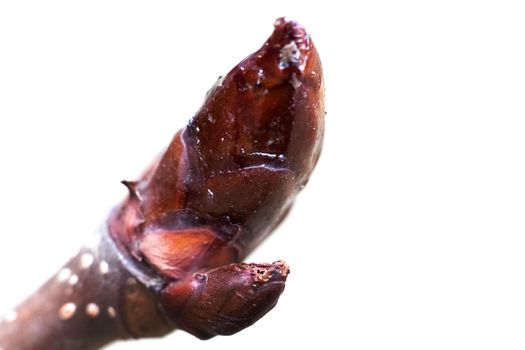 Blooming buds on a tree branch close up, copy space, isolated