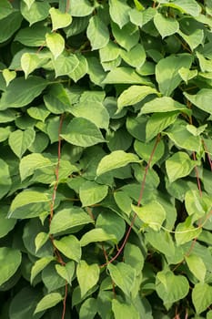Background from green leaves on red nets. Abstraction from greening plants. Backdrop, substrate, texture for postcards, presentations, screensavers, captions, inscriptions or desktop wallpaper.