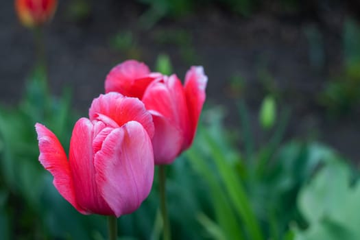 Pink tulips against the backdrop of greenery, copy space