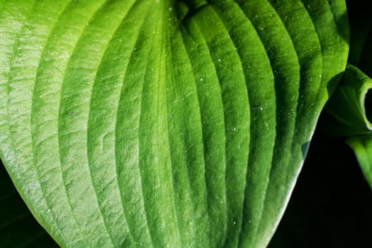 Big green leaves of a plant close up, macro photo