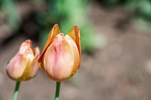 Bud of yellow tulip close up, copy space, macro photo