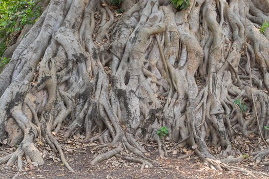 root tree