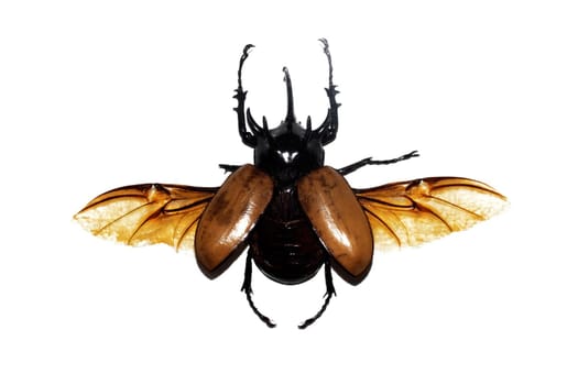 Big brown beetle close up, isolate on a white background, eupatorus gracilicornis