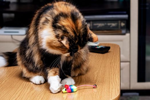 Tricolor cat sits on a table with a toy close up