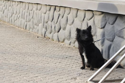 Black fluffy dog sits on the pavement close up, copy space