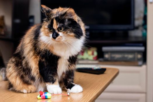 Tricolor cat sits on a table with a toy close up