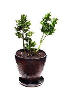 Potted home plant close up isolated on white background