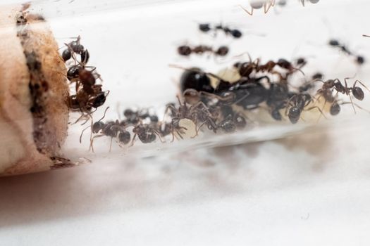 Ants Messor Structor in vitro close up on white background