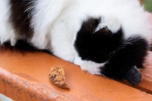Black and white cat sleeps on a park bench close up