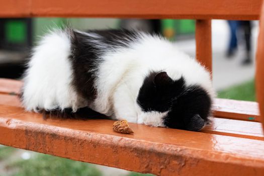 Black and white cat sleeps on a park bench close up