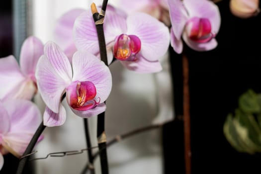 Close-up of pink orchid flowers on black backgroud, macro photo