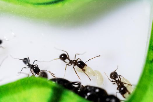 Ants Messor Structor in vitro close up on white background