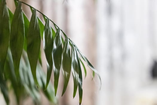 Green leaves of a home plant closeup, copy space