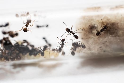 Ants Messor Structor in vitro close up on white background
