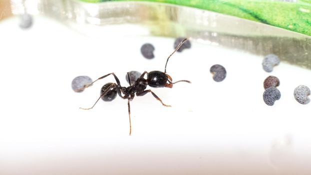 Ants Messor Structor in vitro close up on white background