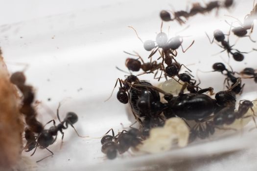 Ants Messor Structor in vitro close up on white background