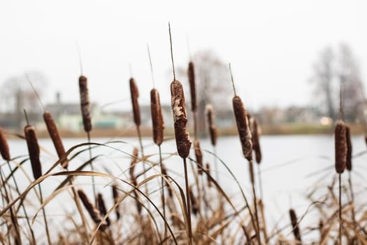 Bushes of brown reeds by the river close up