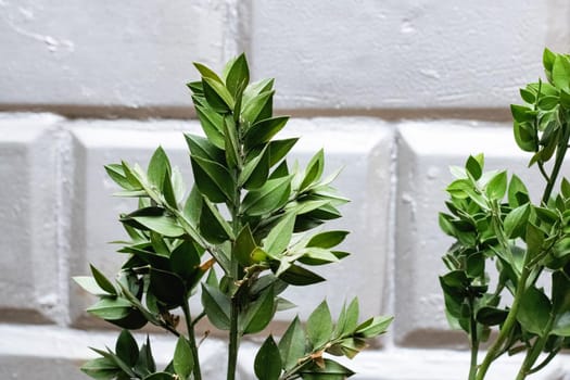 Green leaves of a home plant close up
