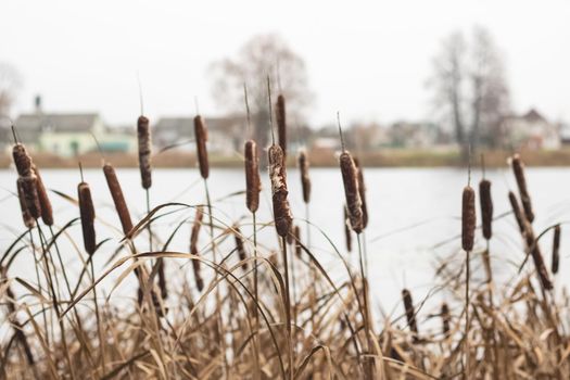 Bushes of brown reeds by the river close up