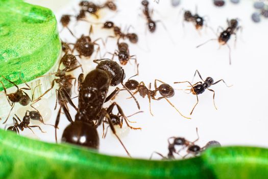Queen ant Messor Structor in formicaria close up