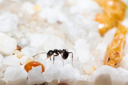 Ant Messor Structor on the stones close up