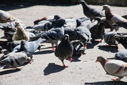 Many gray and blue pigeons on the pavement close up