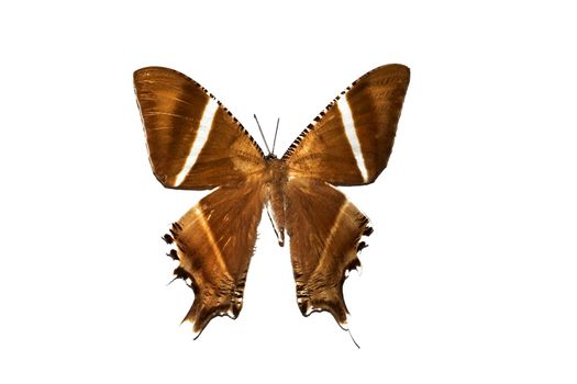 Big butterfly with brown wings close up, isolate on white background, nyctaelemon patroclus