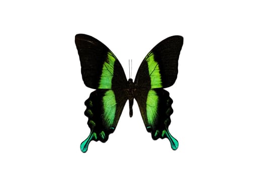 Big butterfly with green wings close up, isolate on white background