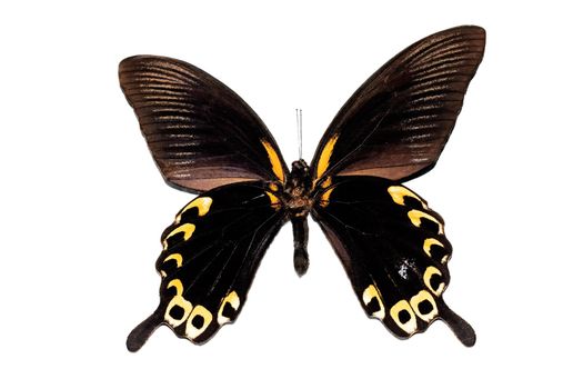 Big butterfly with yellow wings, isolate on a white background, papilio deiphobus