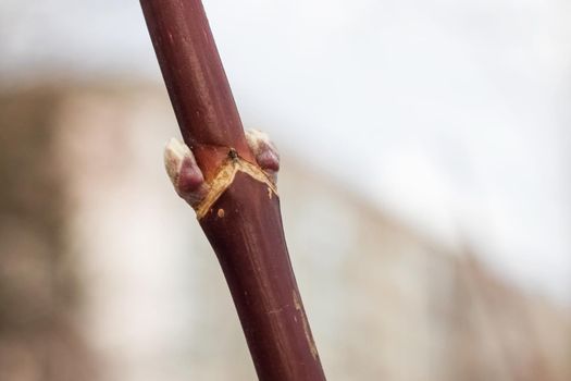 Blooming buds on a tree branch close up, copy space