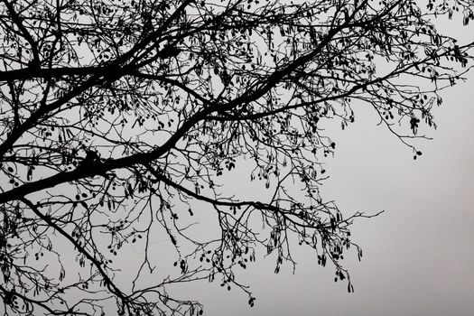 Silhouettes of tree branches against a dark sky, background