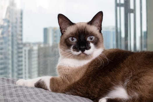 Siamese cat at the window against the background of the city