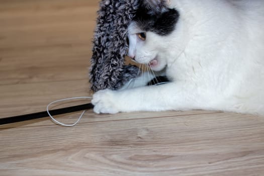 White cat playing with a toy close up