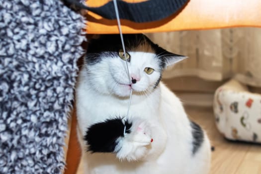 White cat playing with a toy close up
