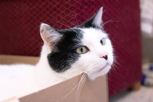White fat cat sitting in a box close up