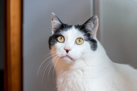 Surprised white cat at home, close up portrait