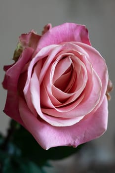 Bright pink rose flower in the shade close up