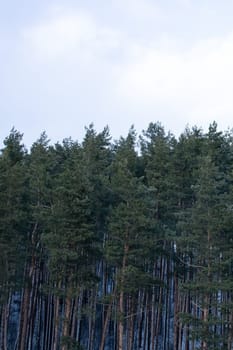 Pine forest in the snow view from above