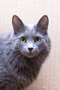 Gray fluffy big cat at home, close up portrait