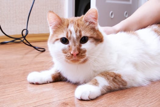 White-red cat with yellow eyes, close up portrait