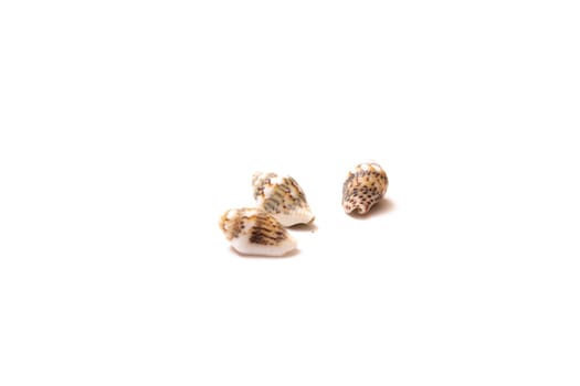 Brown shells isolated on a white background close up