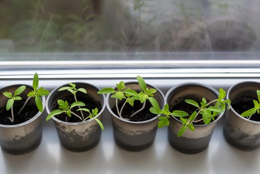 A plastic cup with soil in which young green tomatoes are placed for seedlings. Young seedlings stand near the window on the windowsill