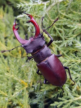 Stag beetle (lat. Lucanus cervus) is a large beetle of the genus Lucanus as part of the stag family against the background of thuja leaves close-up in the wild.