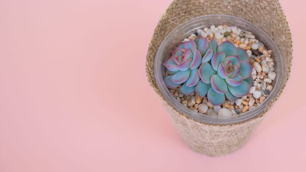 Small succulent Echeveria Apusin a pot and wrapped in burlap on a pink pastel background