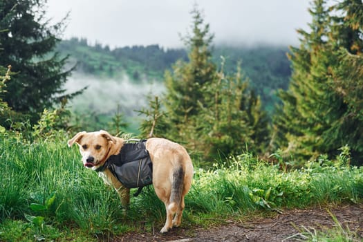 Cute dog with bag. Majestic Carpathian Mountains. Beautiful landscape of untouched nature.