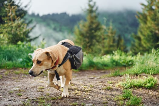 Cute dog with bag. Majestic Carpathian Mountains. Beautiful landscape of untouched nature.
