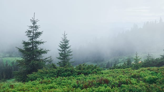 Fog all over the place. Majestic Carpathian Mountains. Beautiful landscape of untouched nature.